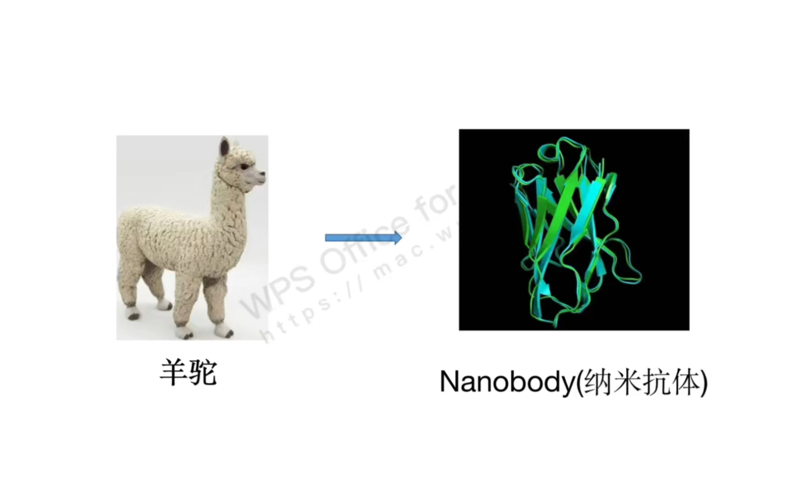 纳米抗体,来自神兽的神奇抗体!哔哩哔哩bilibili