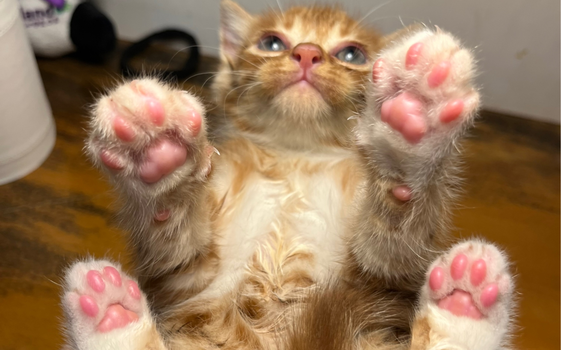 捡回来的小猫咪今天洗澡啦,是粉爪爪哦