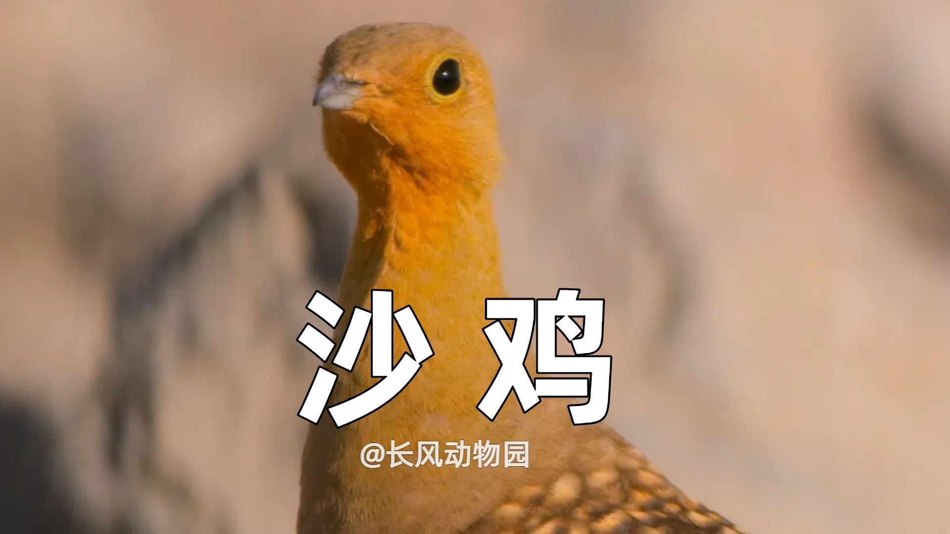 沙鸡每天120 公里取水来维持生命