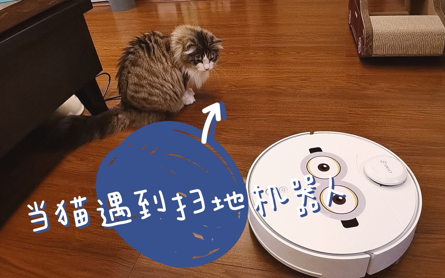 【挪威森林猫】萌猫猫大战扫地机器人!