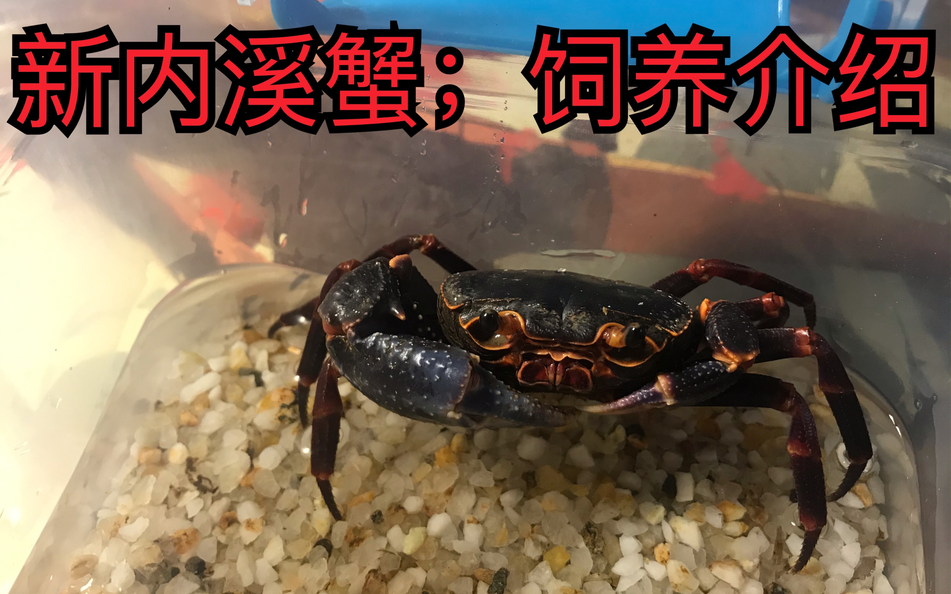新内溪蟹介绍与饲养教程