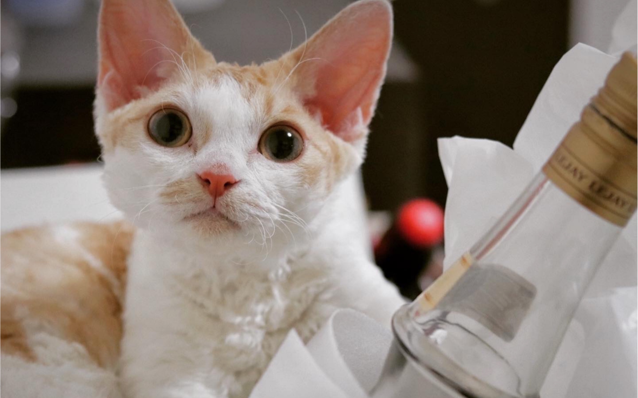 近距离云吸德文猫