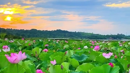 [图]荷花荷花，几月开