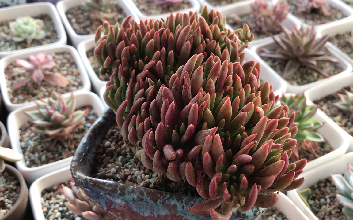 多肉植物 维思辛达 Dudleya viscida 原产地为圣地亚哥约450米的岩石斜坡和海边悬崖 罕见 1943年命名 另一粘性仙女杯是D. anomala哔哩哔哩bilibili