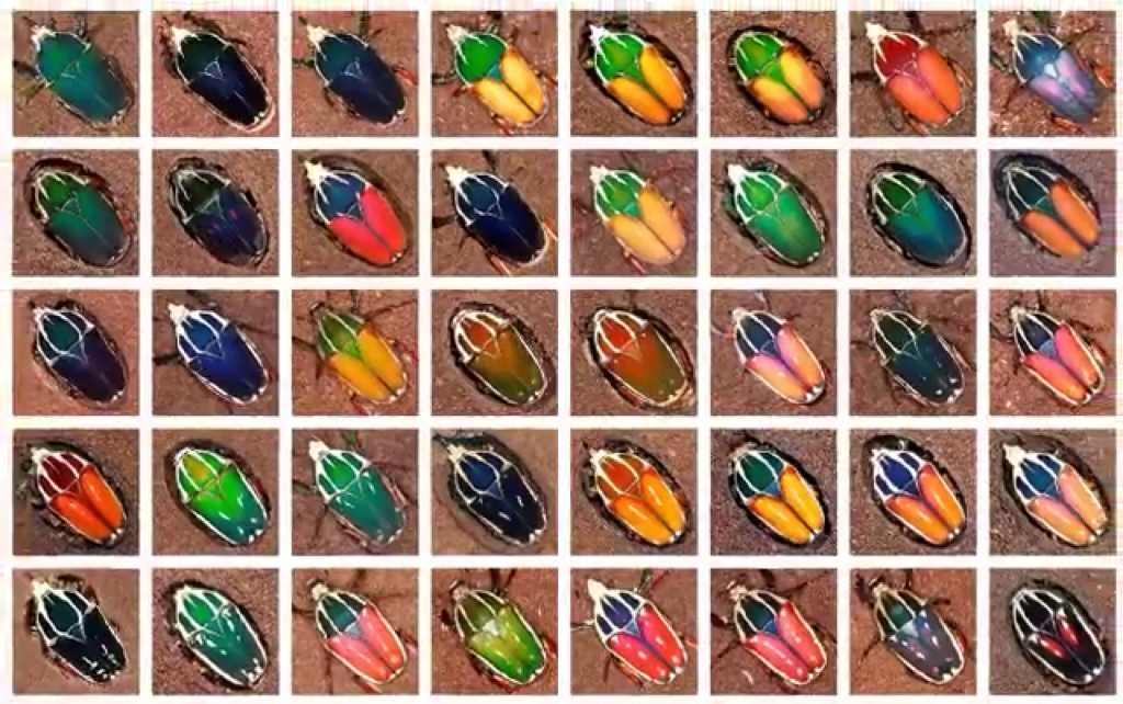 乌干达花金龟的一生