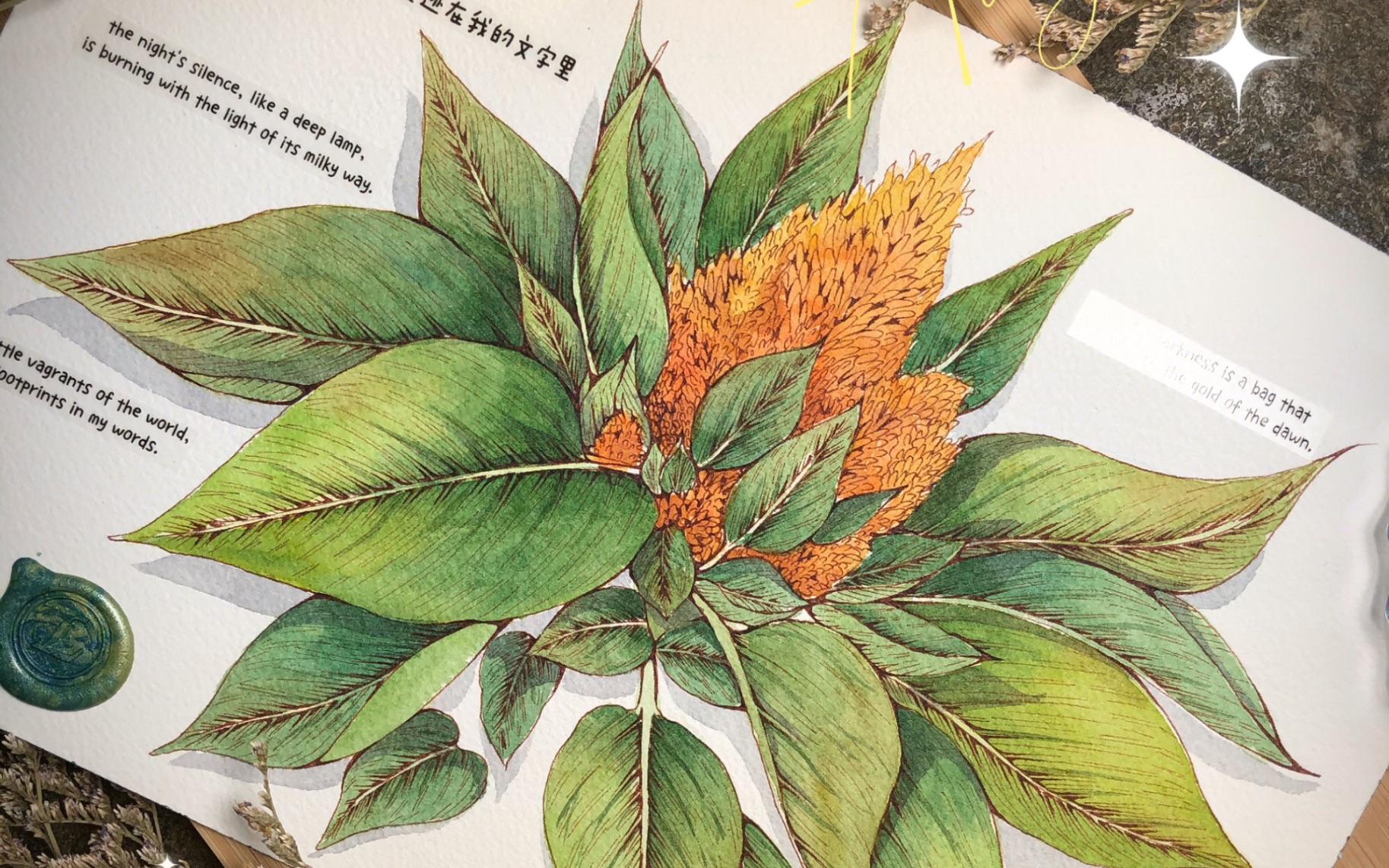 活动作品钢笔淡彩丨植物花卉丨青葙丨叶子上色过程