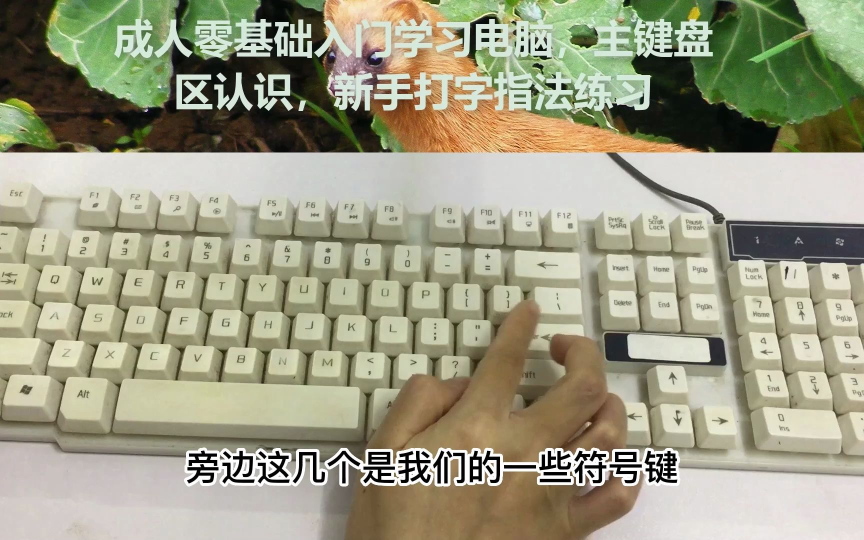 [图]电脑零基础入门教学知识，键盘主键盘区讲解，电脑培训