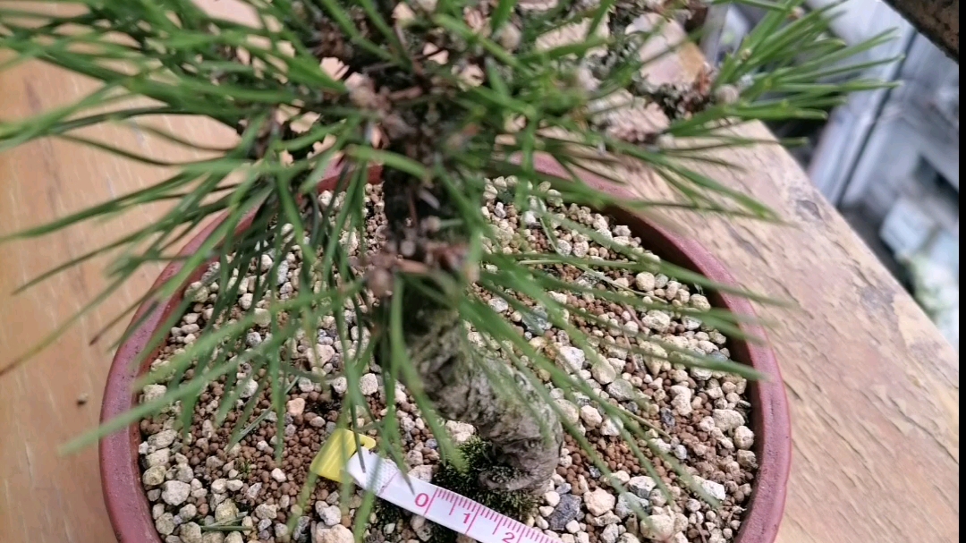造型盆景黑松价格