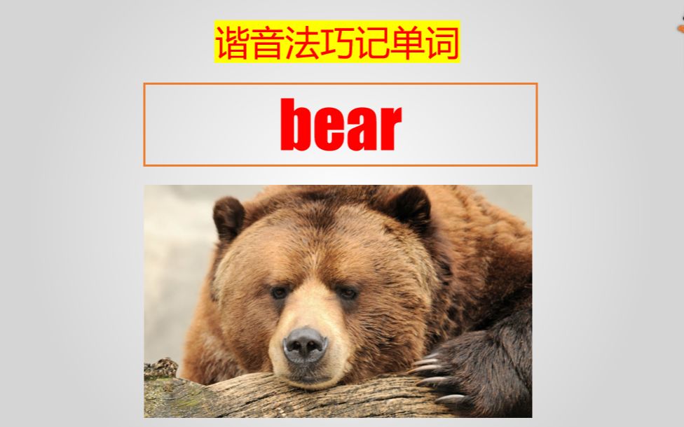 bear什么意思图片