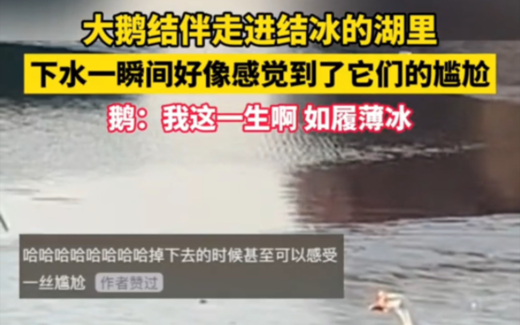 大鹅结伴走进结冰的湖里 下水的一瞬间好像感觉到了它们的尴尬,鹅:我这一生啊如履薄冰.#如履薄冰 #哔哩哔哩bilibili