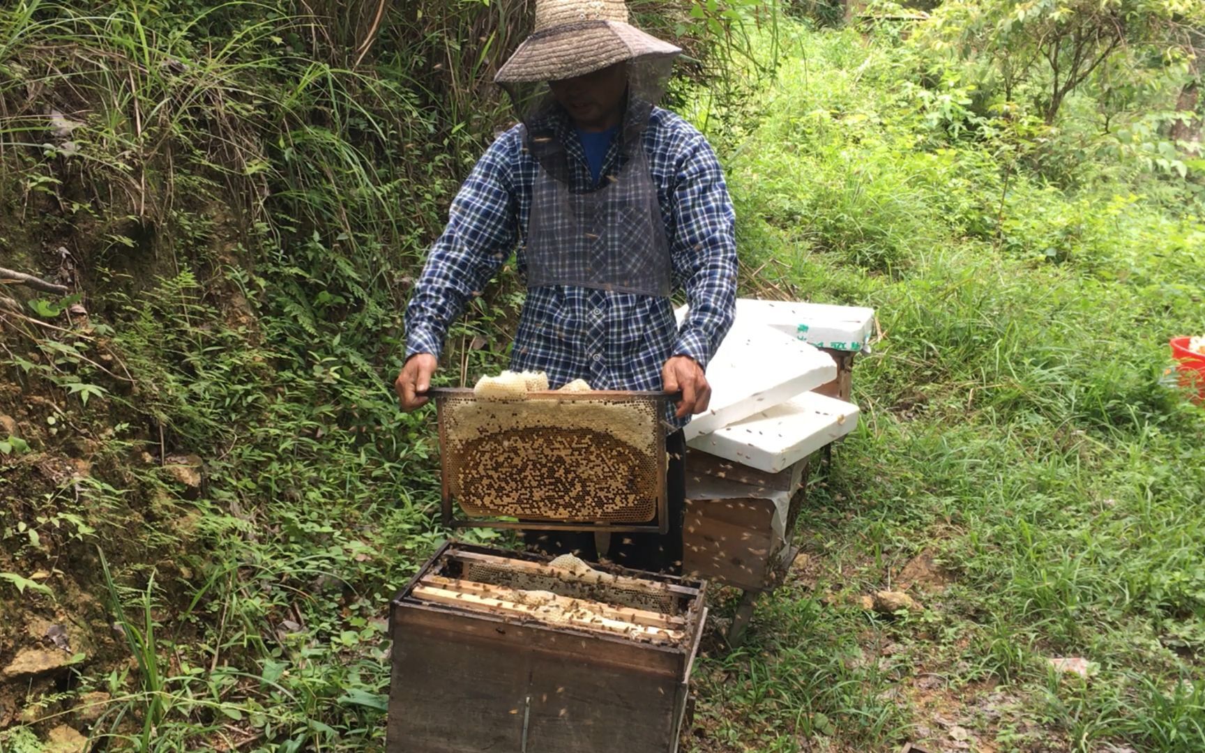 喝了这么多年蜂蜜,才知道蜂蜜是这样取出来的,看完后涨知识了哔哩哔哩bilibili