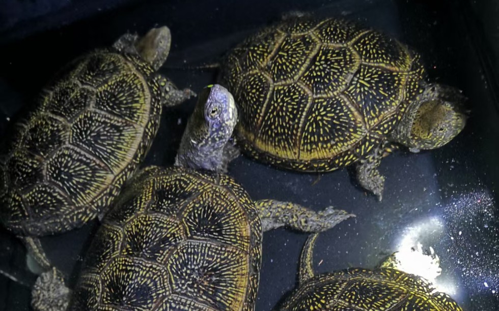 欧泽种龟!大量有!_哔哩哔哩_bilibili