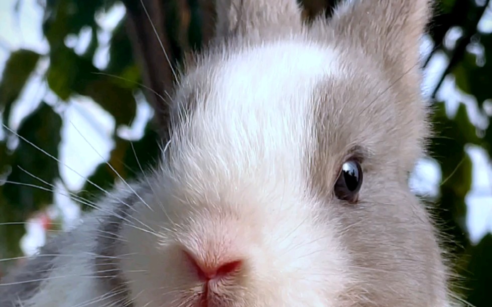 可爱兔兔吐舌头