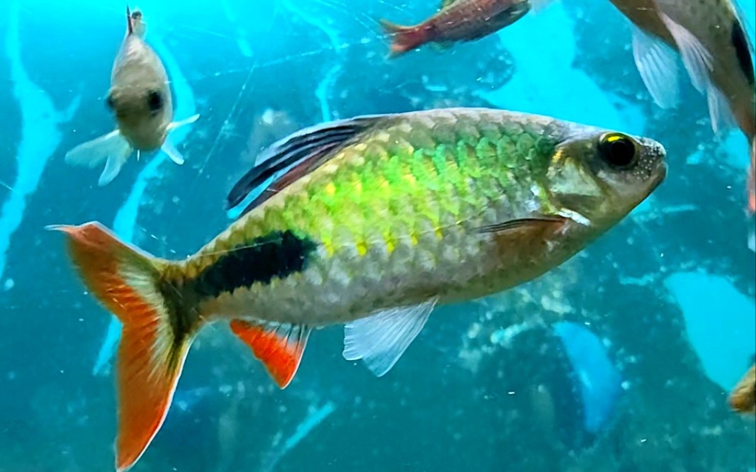 印度鲫鱼缸更新