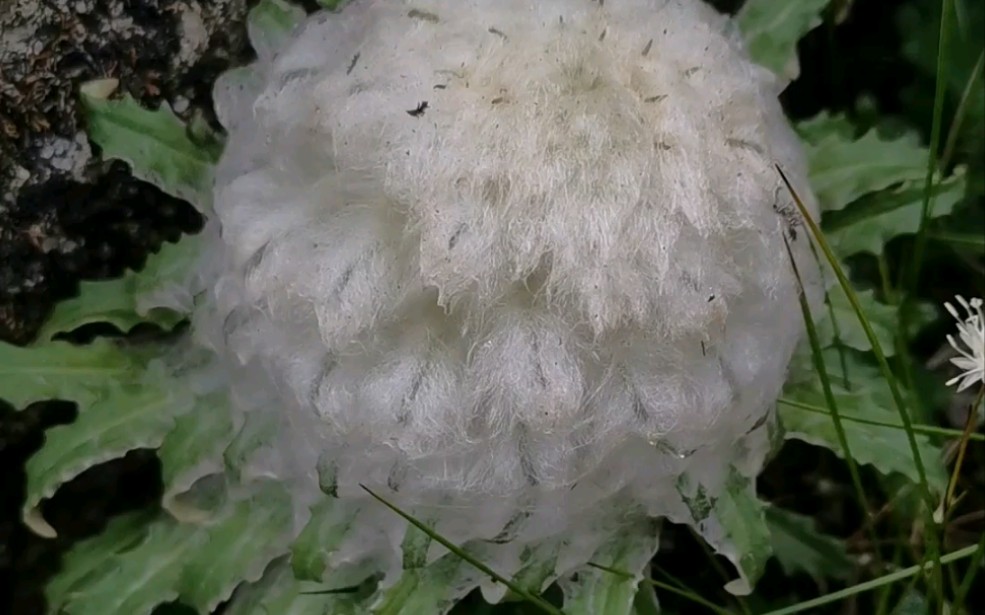 高原植物雪兔子
