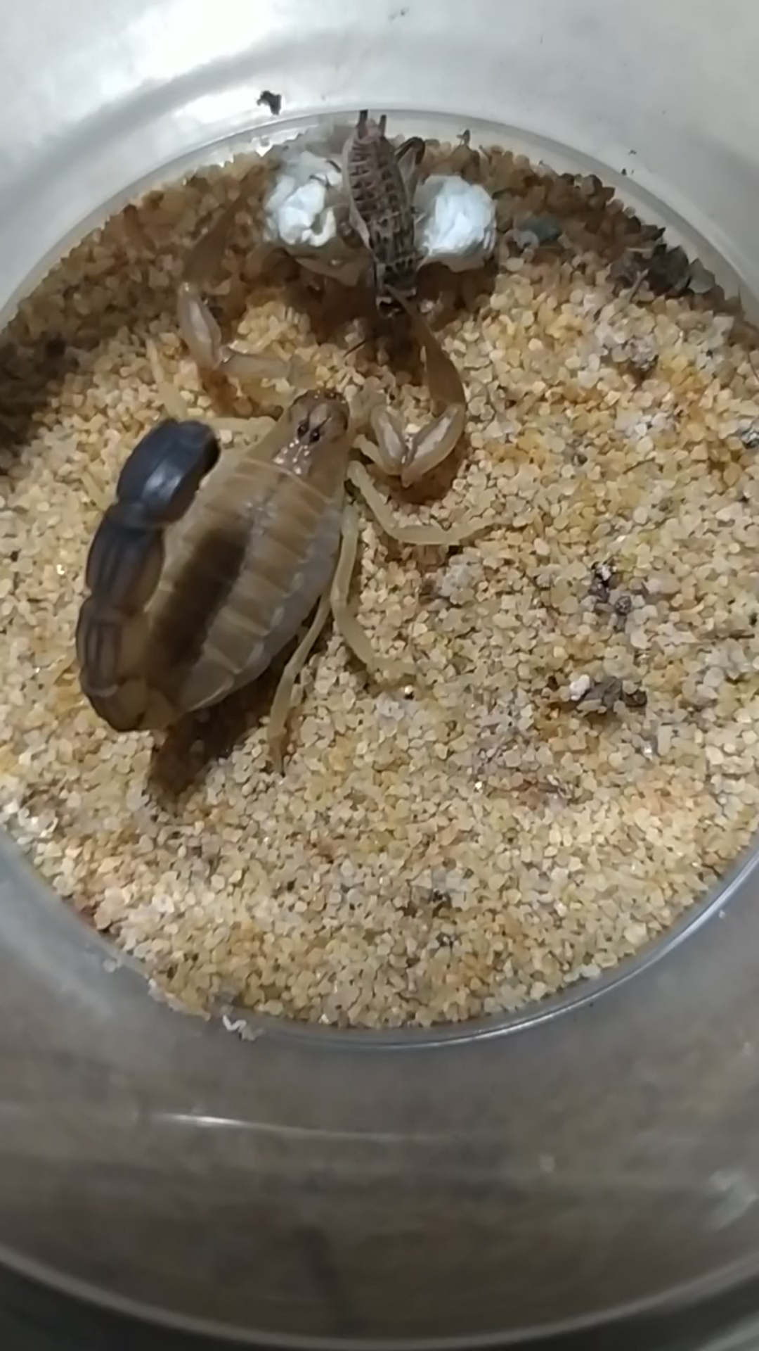活动作品黄肥尾蝎捕食蟋蟀