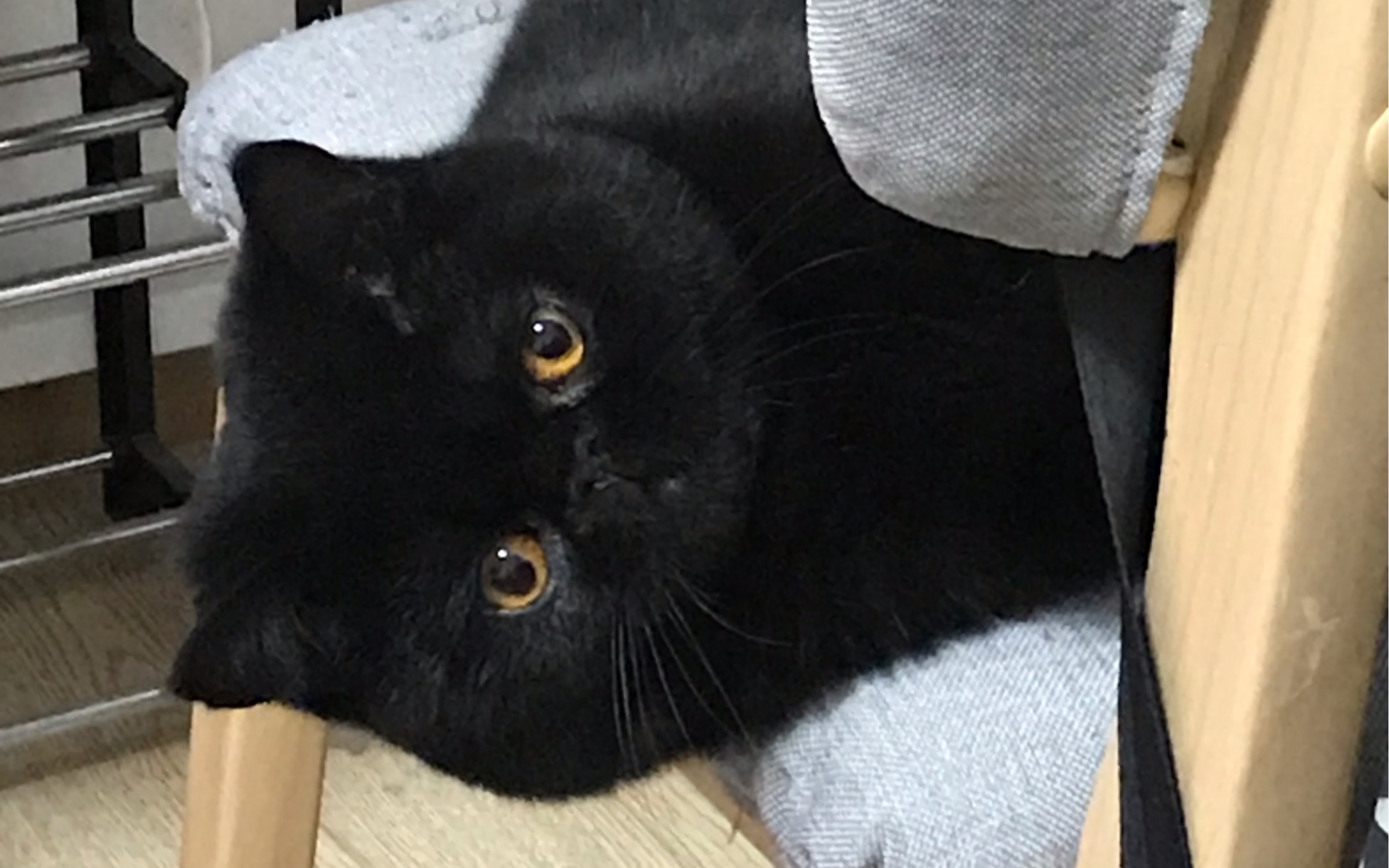 纯黑加菲猫大福的吃冰棒吃青菜吃鸡肉 拉粑粑 高萌小合集