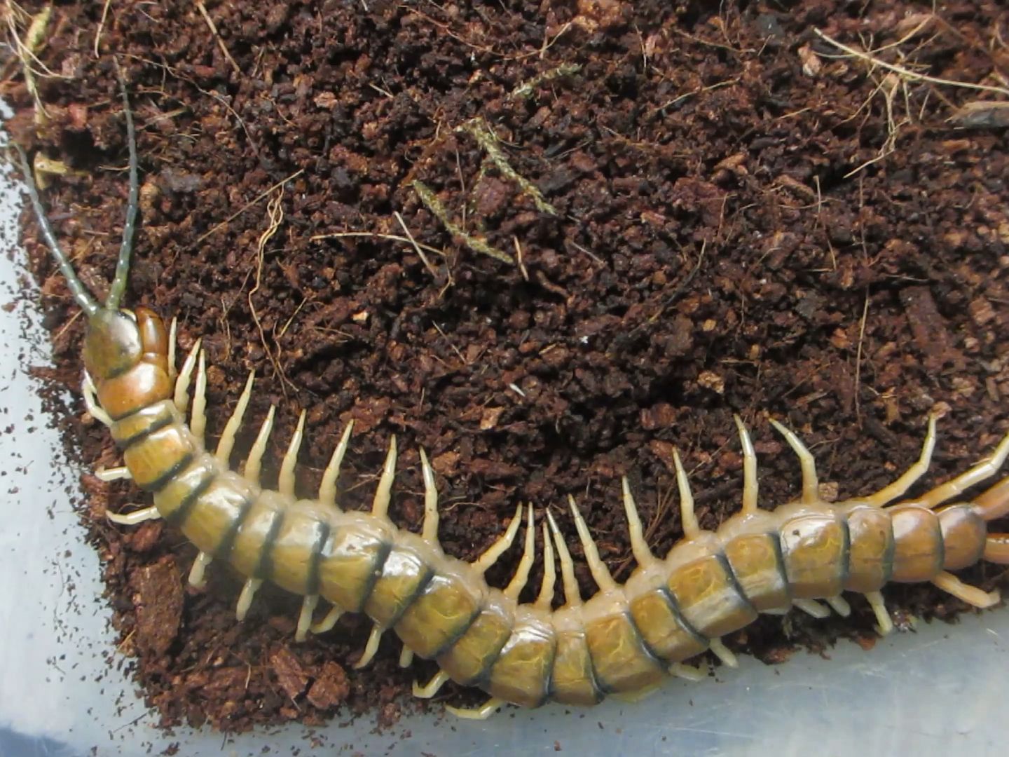 世界上分布最广的蜈蚣之,赤蜈蚣Scolopendra morsitans L哔哩哔哩bilibili