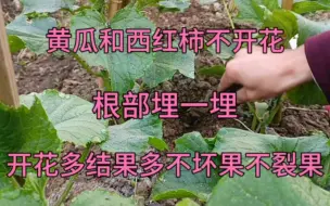 Télécharger la video: 黄瓜和西红柿不开花，根部埋一埋，开花多结果多不坏果不裂果