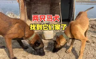 Download Video: 两只马犬原来是有家的，差点成偷狗的了，带公主撒欢下水玩嗨了！