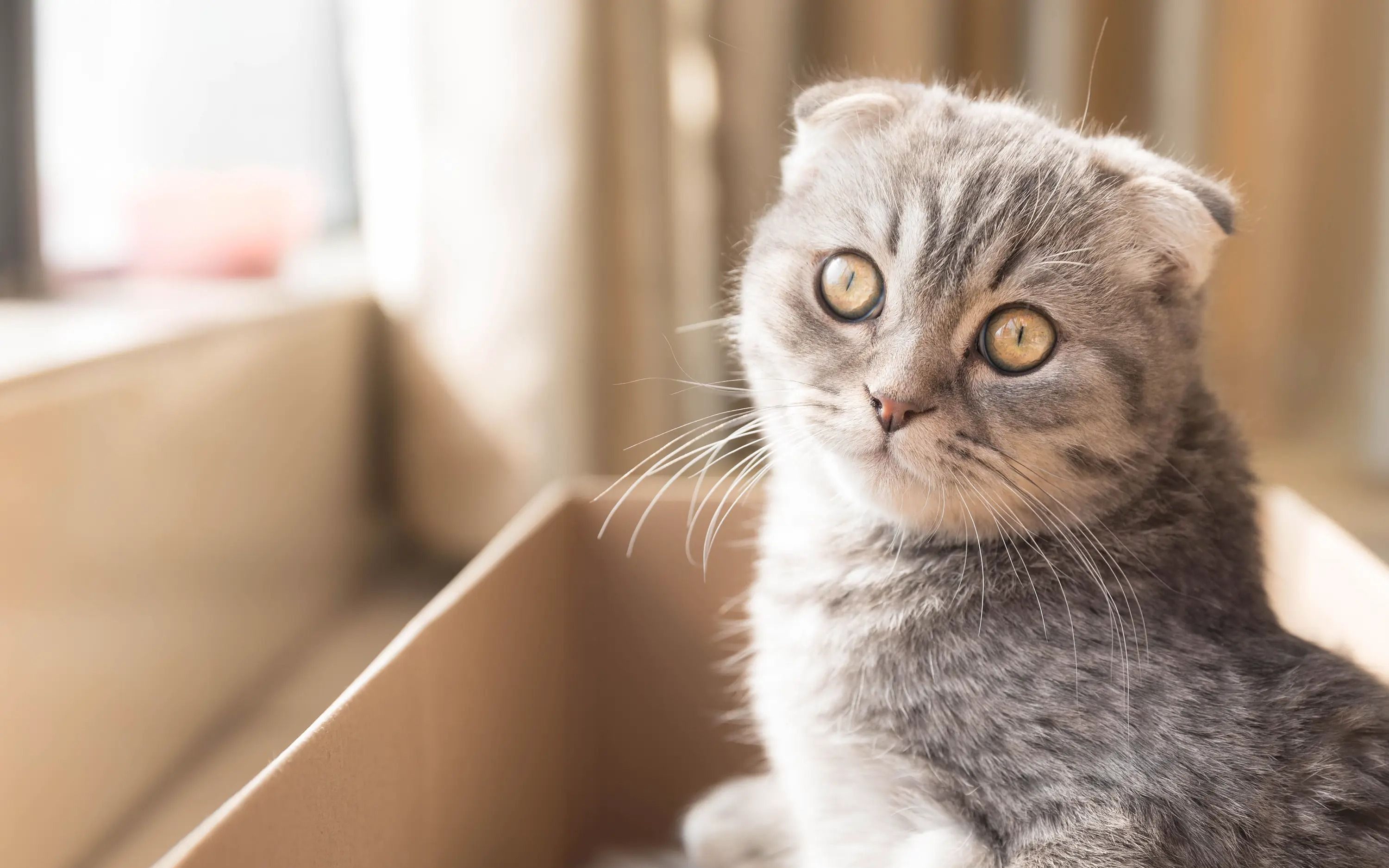 猫猫猫猫猫猫,你家有这么可爱的猫猫吗?