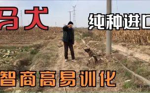 Download Video: 朋友家的小体马犬，已然是村里的“一霸”凶猛爱咬斗，智商却很高