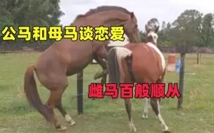 Video herunterladen: 公马和母马谈恋爱，雌马百般顺从，动物界的爱情如此简单纯粹