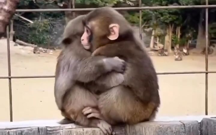 92·抱一下我的好猴蜜