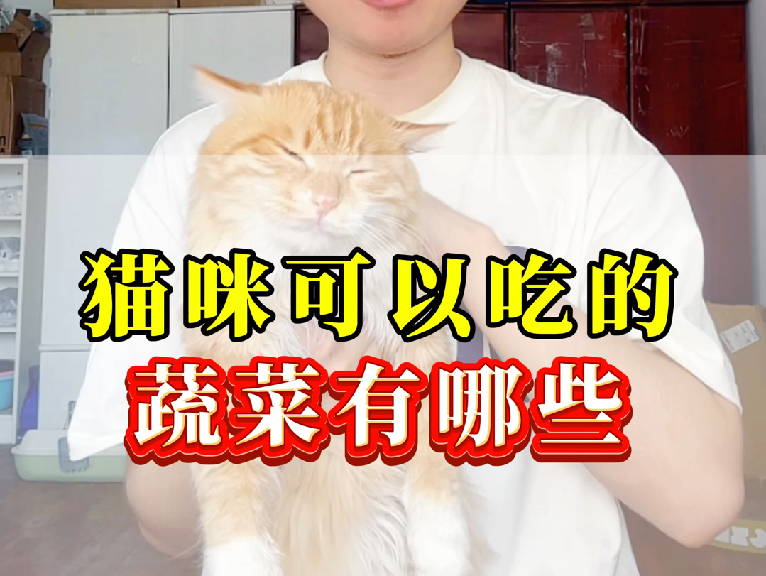 猫咪可以吃的五种蔬菜,你家猫爱吃这些蔬菜吗?哔哩哔哩bilibili