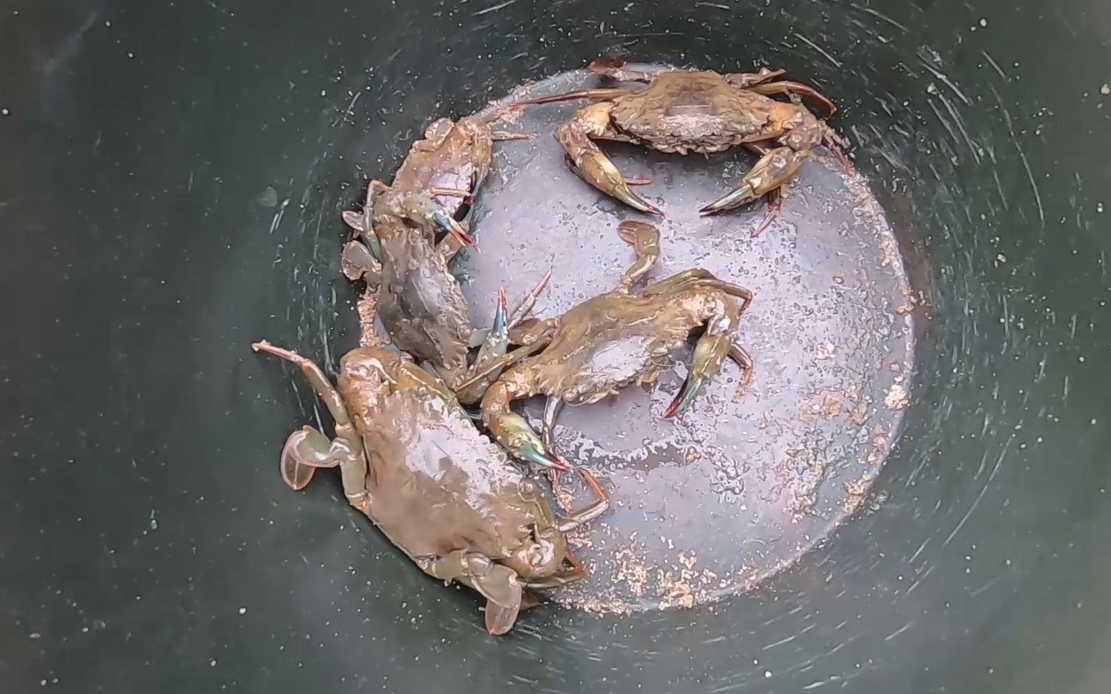 昨天下的地笼收获5只石头蟹还不够一盘菜好气啊