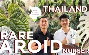 Download Video: Thai Exotic Greenery - 曼谷的一个大型稀有出口植物苗圃