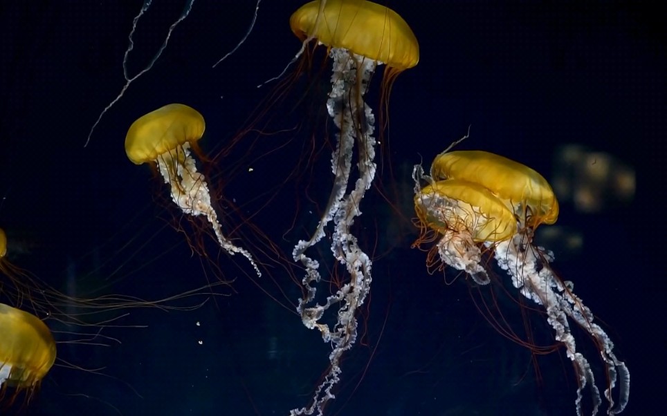 [图]美丽的海底生物