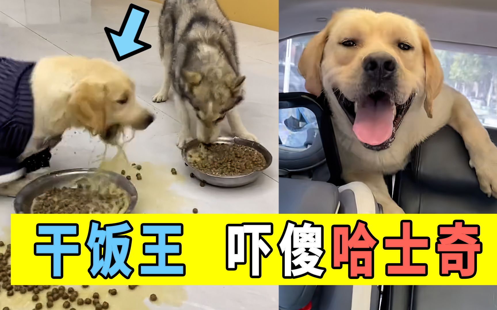 拉布拉多犬多多被稱為乾飯王,百米衝刺搶飯吃,嚇傻哈士奇