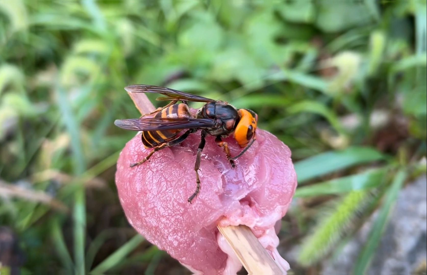 为蜂农除害驱车俩白公里帮长沙粉丝处理蜂场虎头蜂