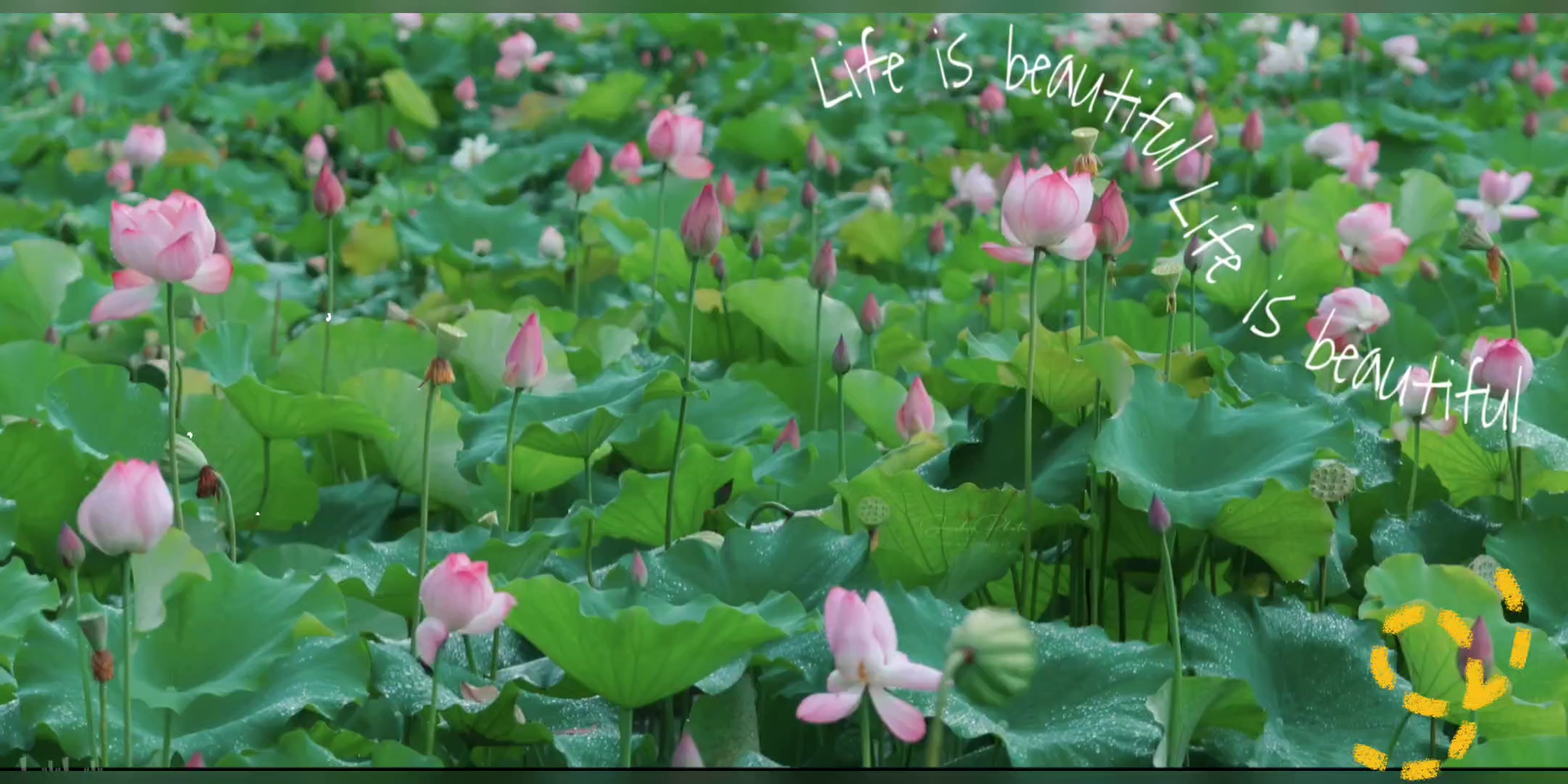 【春日赏花】走进花的海洋,感受自然之美!