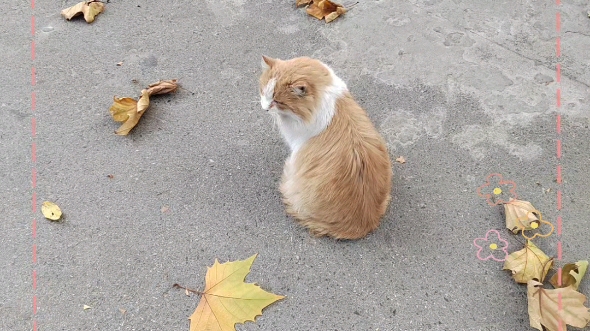 大橘肥猫图片