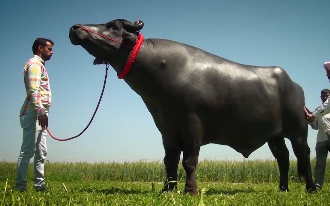 这头印度种牛身价250万英镑!而且每天要喝威士忌!