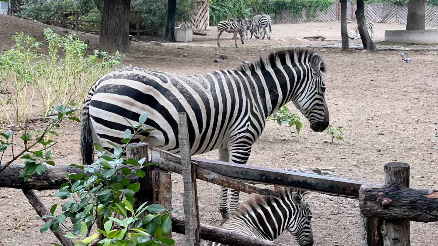 北京动物园一日游