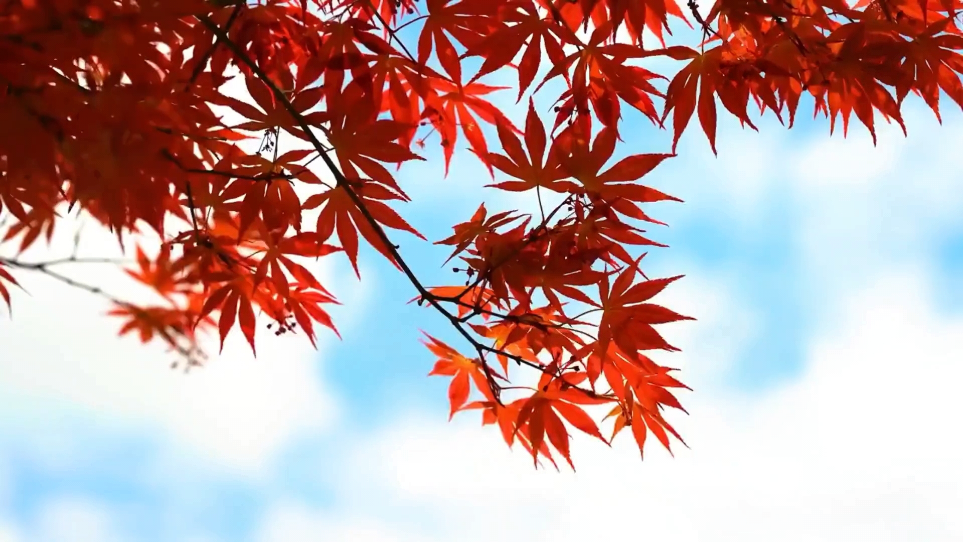 发着玩(秋日,枫叶)