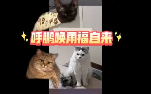 Download Video: 【呼鹏唤雨福自来】有鹏自远方来，欲见呼，不敢入