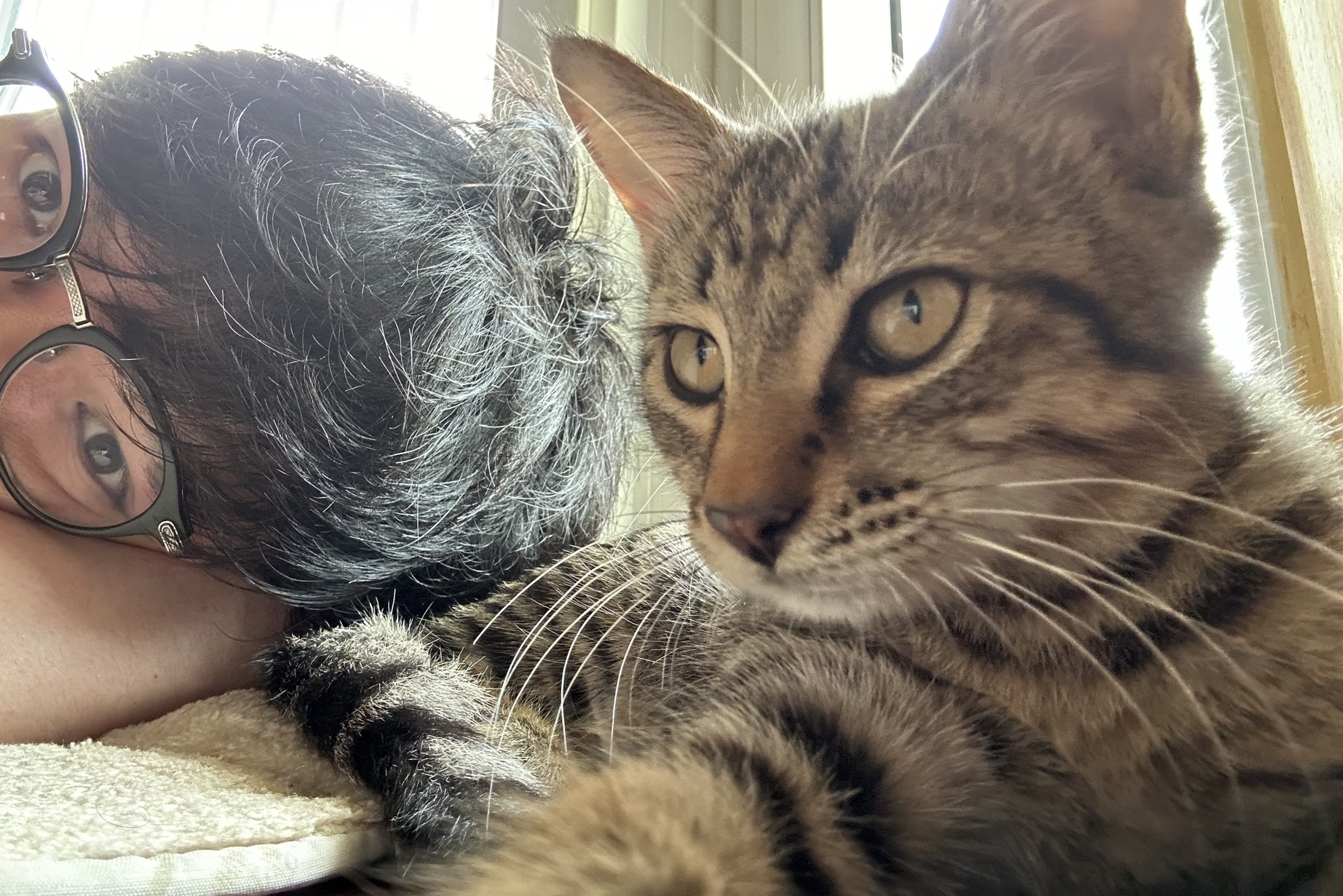 猫咪自拍大头贴,谁还不是个小可爱呢?