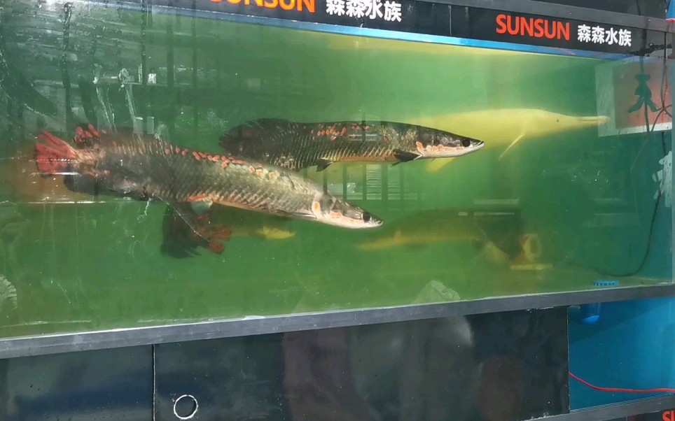 丰县花鸟市场卖的巨骨舌鱼,冬天要加温还得大鱼缸,一般人养不起