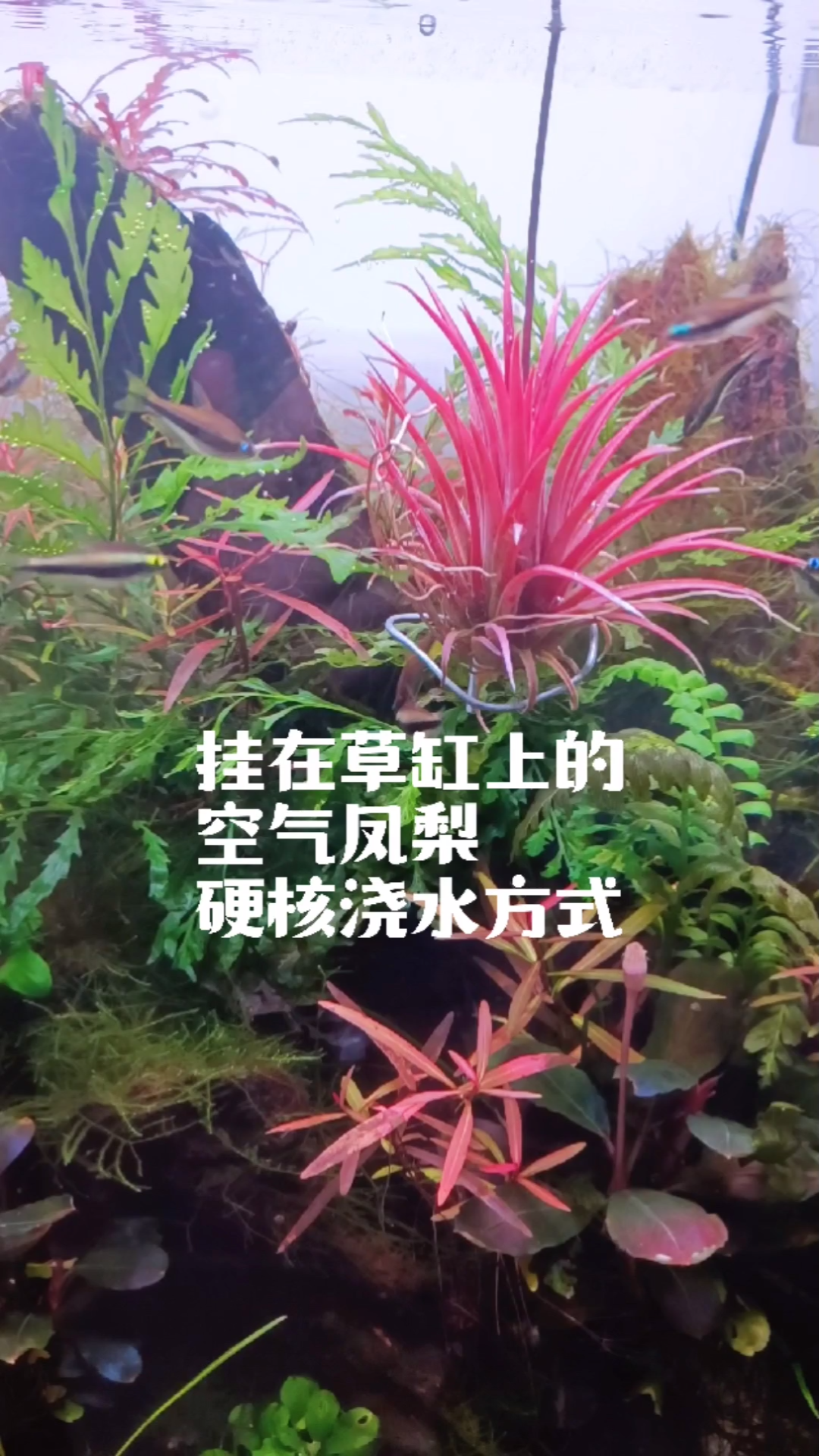 [图]草缸上的空气凤梨硬核浇水方式。