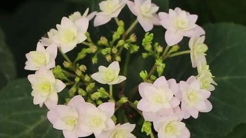 星花火开花如同烟火般绽放的绣球 哔哩哔哩 Bilibili