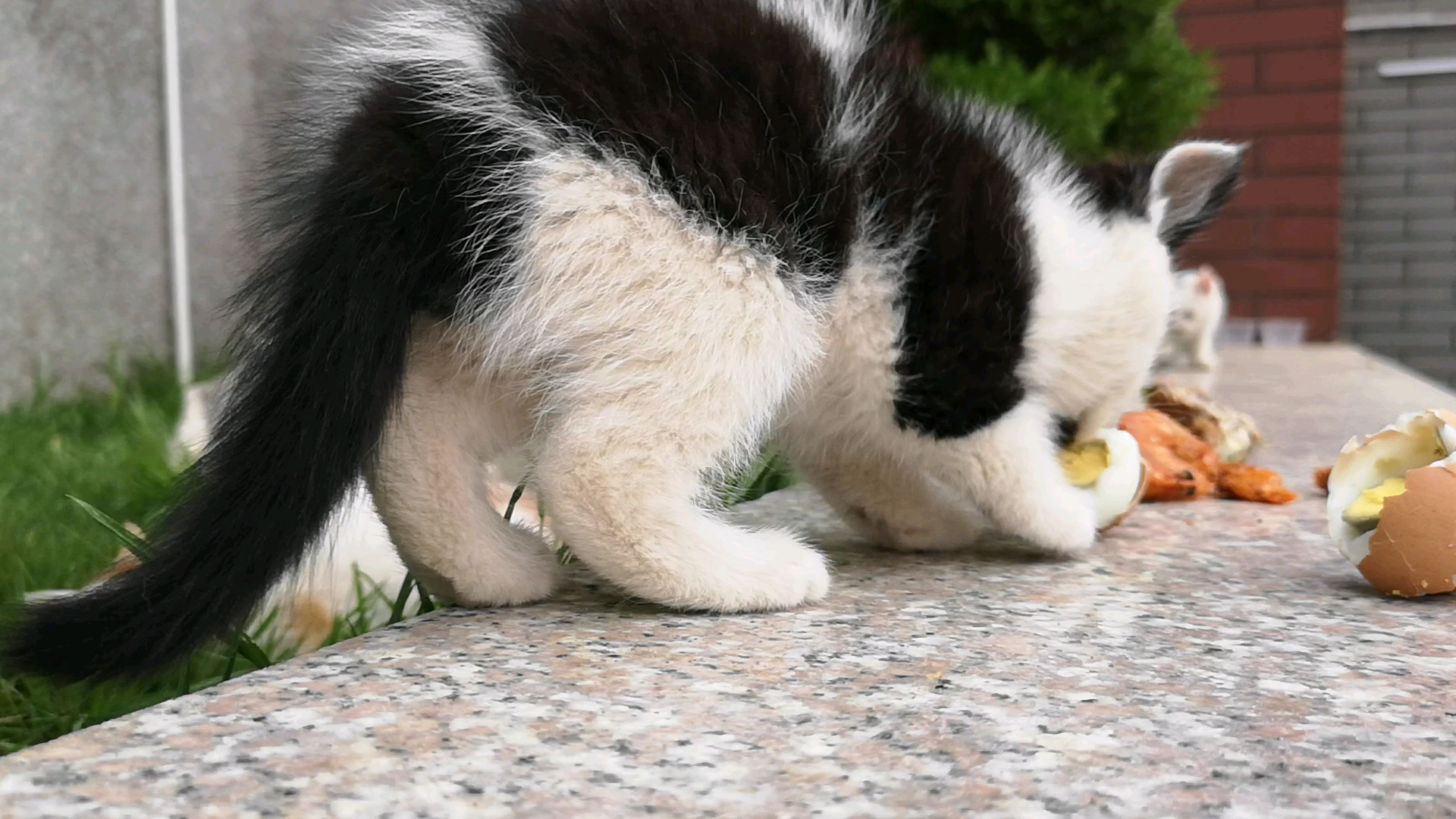 小奶牛,喜欢吃啥?_哔哩哔哩_bilibili