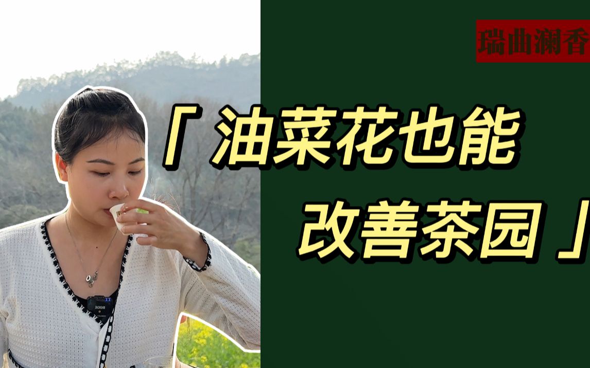 油菜花也能给改善茶园? 它不仅漂亮吸引眼球,而且能提高茶叶的品质,因为油菜花能释放土壤中的磷和钾.哔哩哔哩bilibili