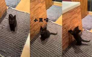 下载视频: 和小黑猫的一场对话🥺