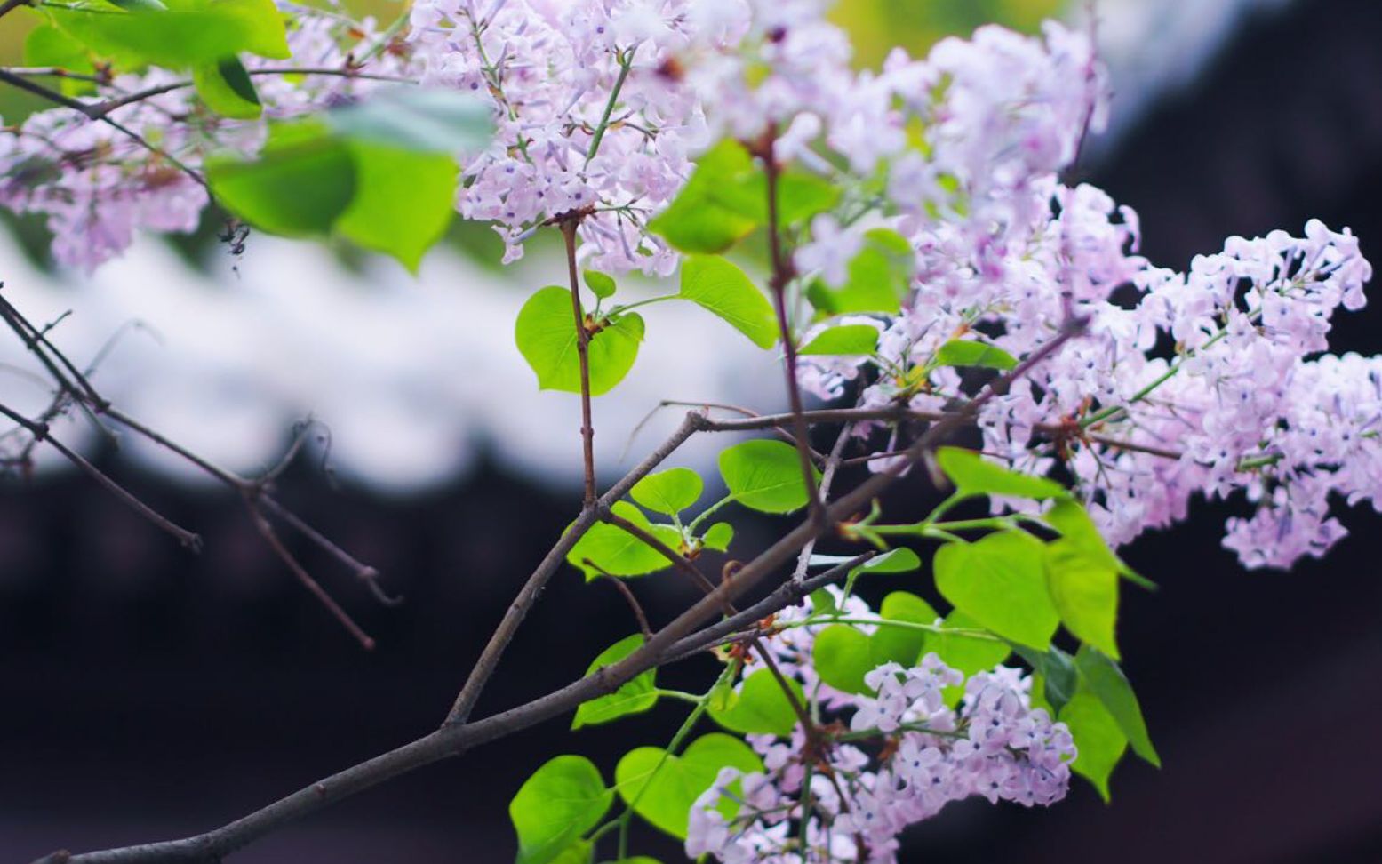 [图]【洛天依】照花台