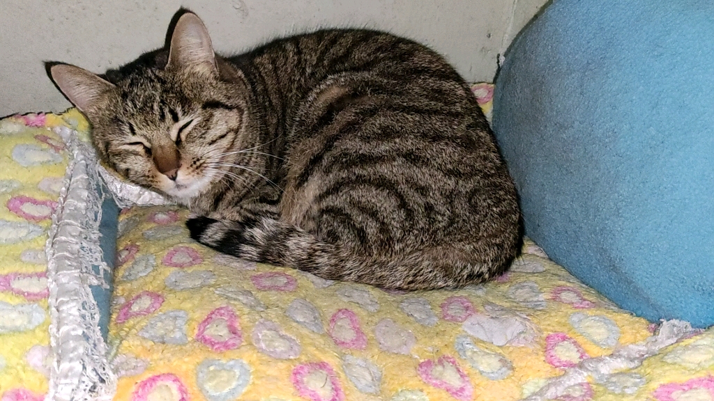 【狸花猫】阿罗睡觉缺个枕头,看起来没有以前胖了(纯粹是角度问题啊)