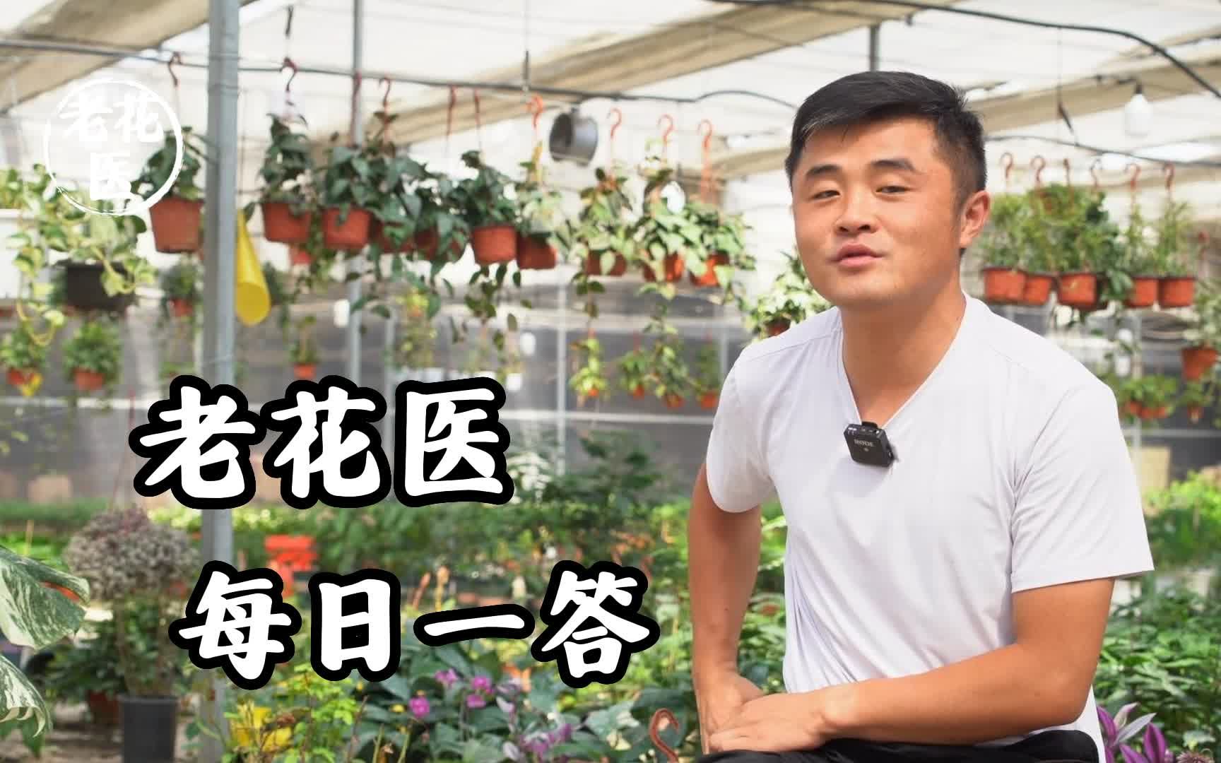 栀子花黑叶怎么办?柠檬树卷叶怎么办?哔哩哔哩bilibili